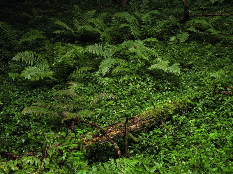 «Wald Bilder»: Markus Bühler visualisiert die einzigartige Kraft des Waldes