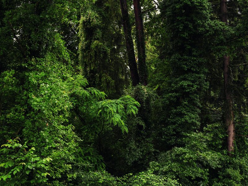 «Wald Bilder»: Markus Bühler visualisiert die einzigartige Kraft des Waldes