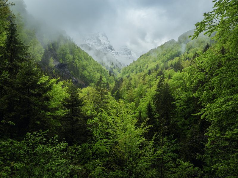 «Wald Bilder»: Markus Bühler visualisiert die einzigartige Kraft des Waldes