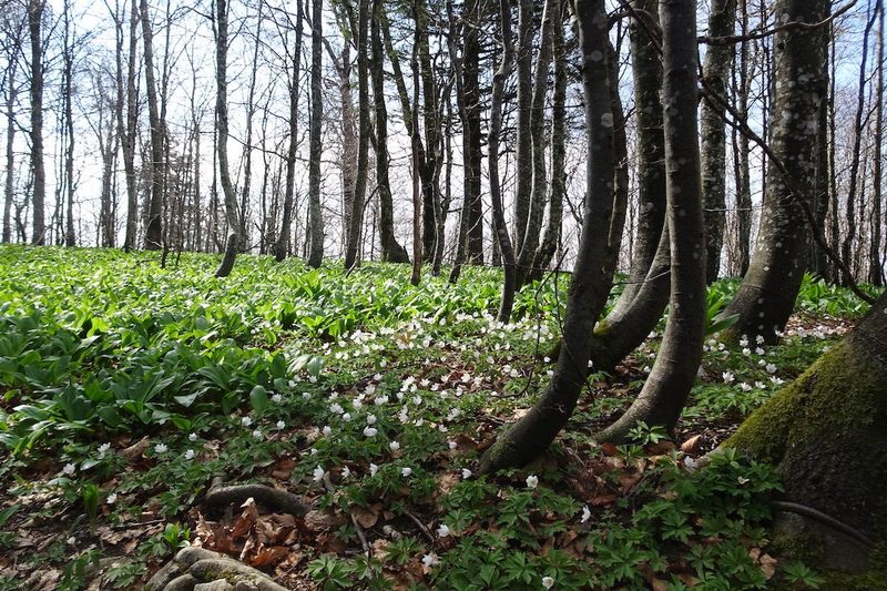 Von Bärlauch bis zu Buschwindröschen - im zauberhaften Frühlingswald