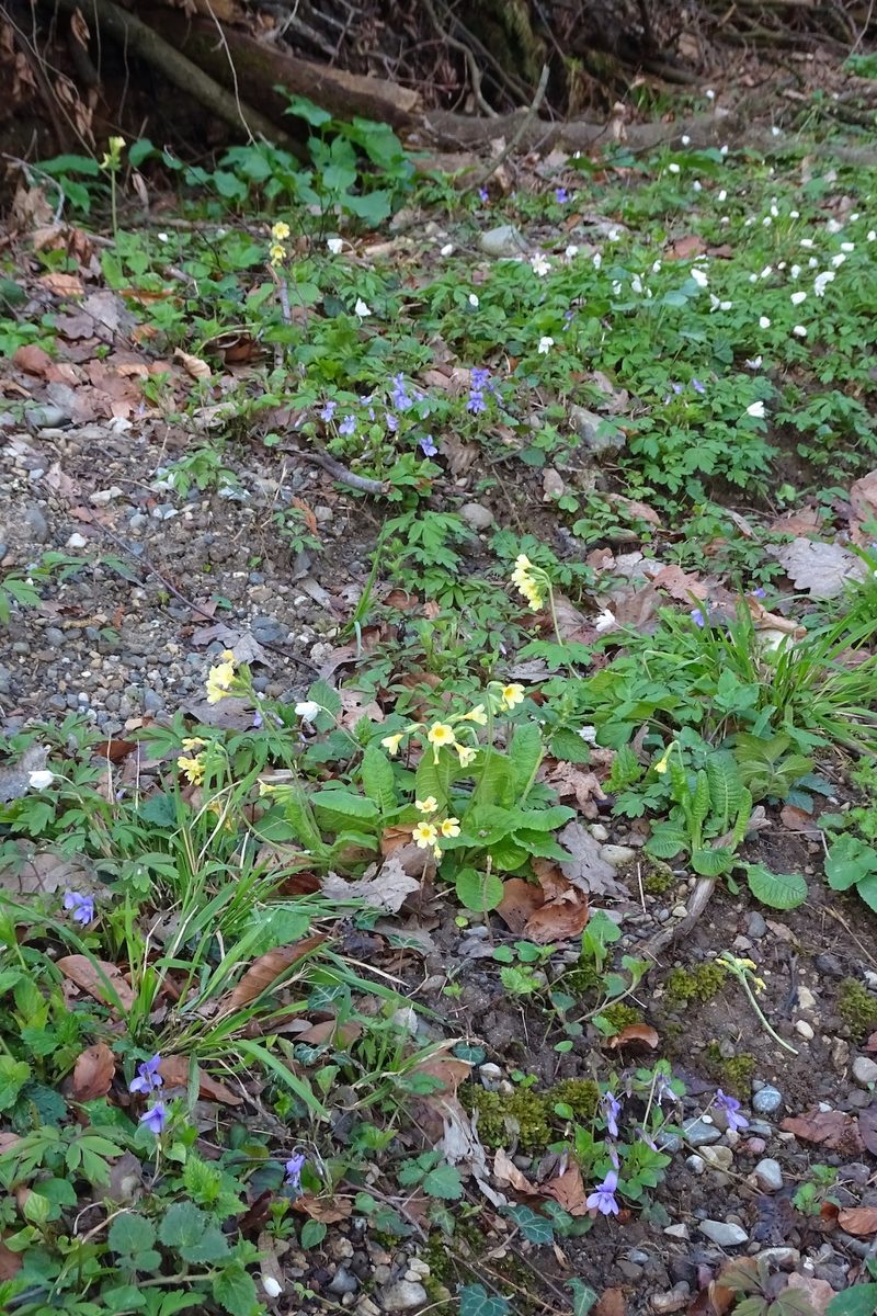 Von Bärlauch bis zu Buschwindröschen - im zauberhaften Frühlingswald