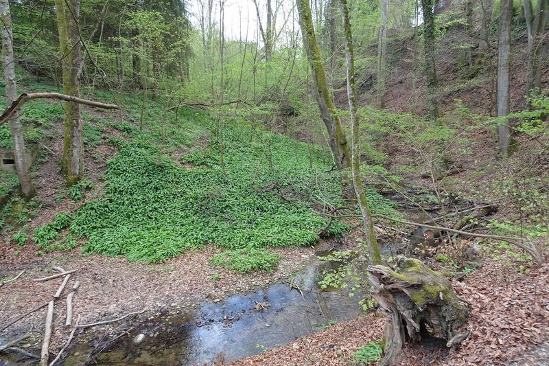 Von Bärlauch bis zu Buschwindröschen - im zauberhaften Frühlingswald