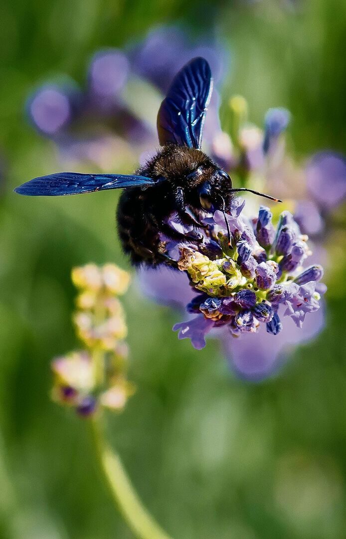 Die Schwarzblaue Holzbiene sieht ganz anders als die bekannten Honigbienen.