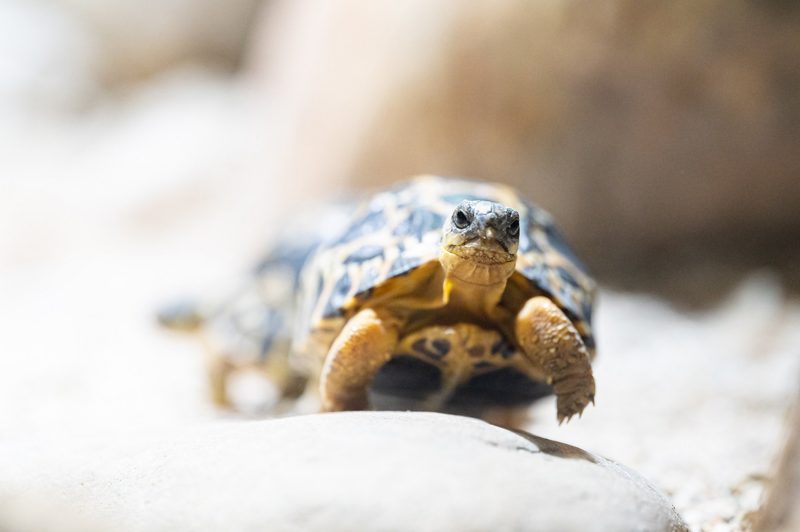Neue junge Strahlenschildkröten im Zoo Basel