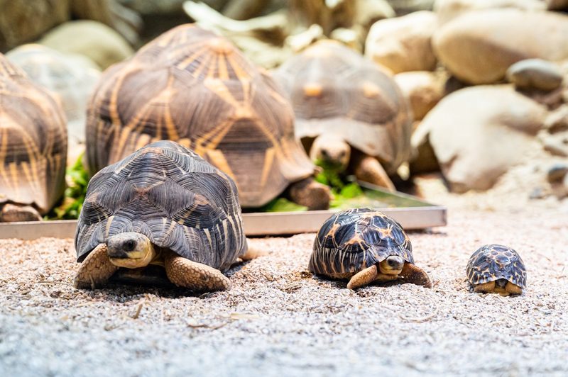Neue junge Strahlenschildkröten im Zoo Basel