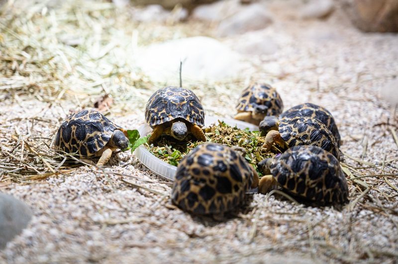 Neue junge Strahlenschildkröten im Zoo Basel