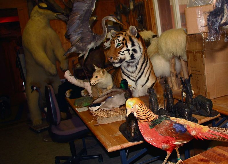 Lebensechte Präparate des Tierpräparators Schneiter im Atelier.