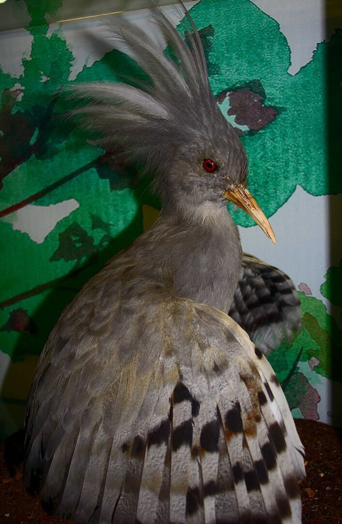 Kagu Neukaledoniens als Rarität in Vicques.