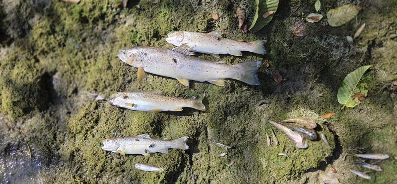 Zu warm und zu trocken: Fischsterben beginnt ungewöhnlich früh