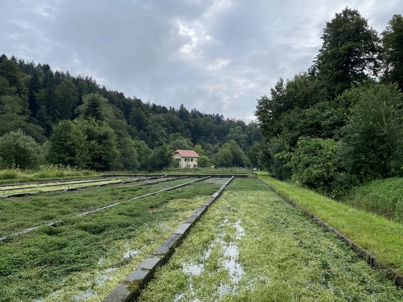 Schweizweit einzige Brunnenkressekultur