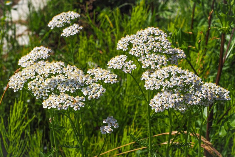 Diese Gras-, Stauden-, Moos- und Klee-Arten wachsen am Wegesrand