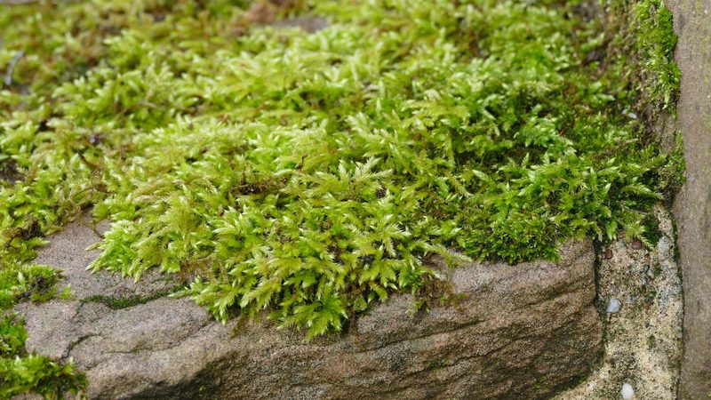 Diese Gras-, Stauden-, Moos- und Klee-Arten wachsen am Wegesrand