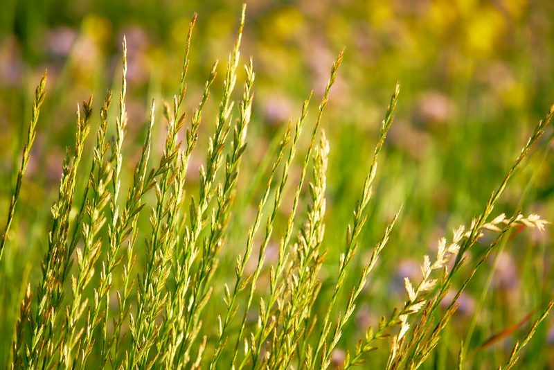 Diese Gras-, Stauden-, Moos- und Klee-Arten wachsen am Wegesrand