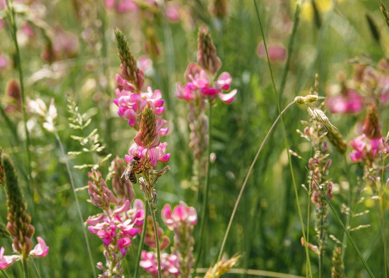 Diese Gras-, Stauden-, Moos- und Klee-Arten wachsen am Wegesrand