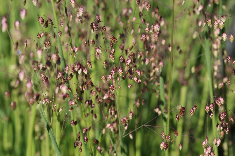 Diese Gras-, Stauden-, Moos- und Klee-Arten wachsen am Wegesrand