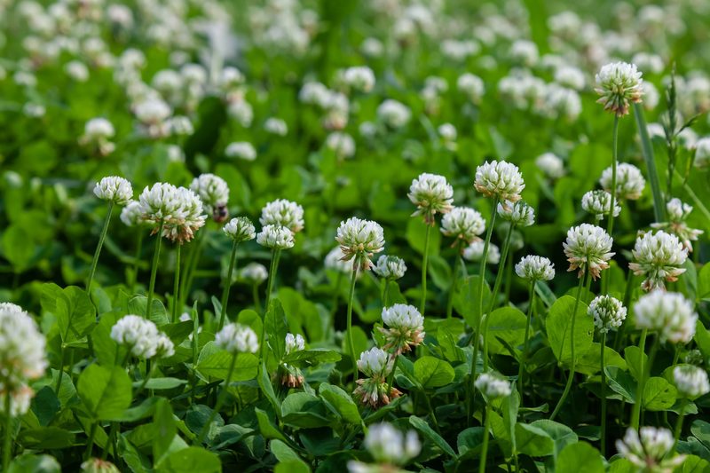 Diese Gras-, Stauden-, Moos- und Klee-Arten wachsen am Wegesrand