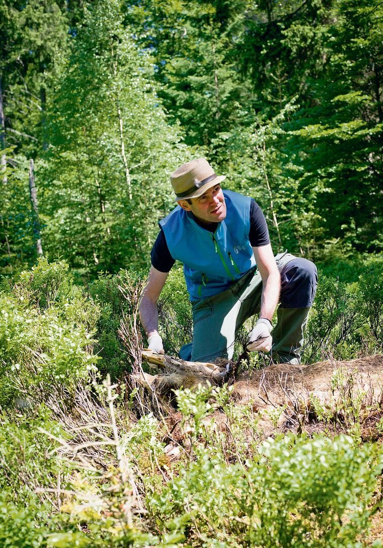 Biologe Christianvon Hoermann plädiertdafür, Wildtierkadaver der Natur zu überlassen.