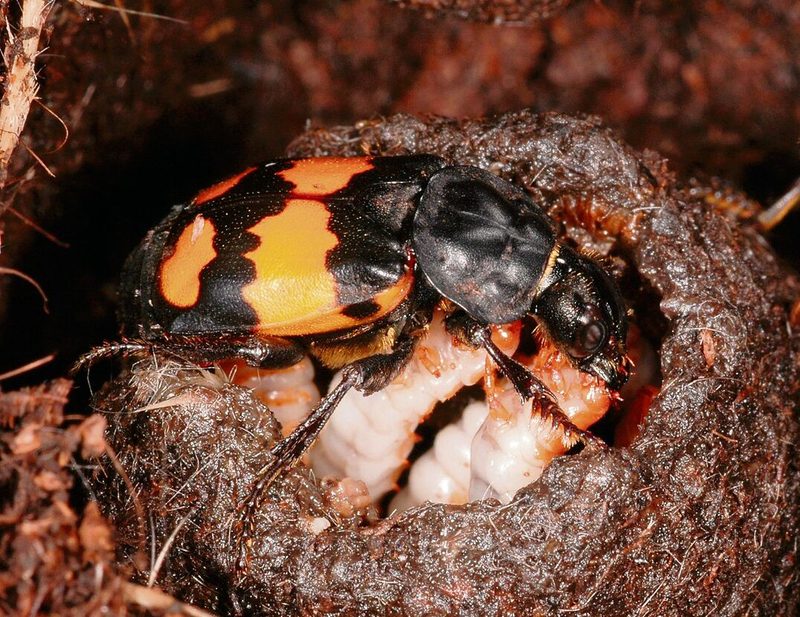 Die Larven des Totengräbers ernähren sich von Aas.