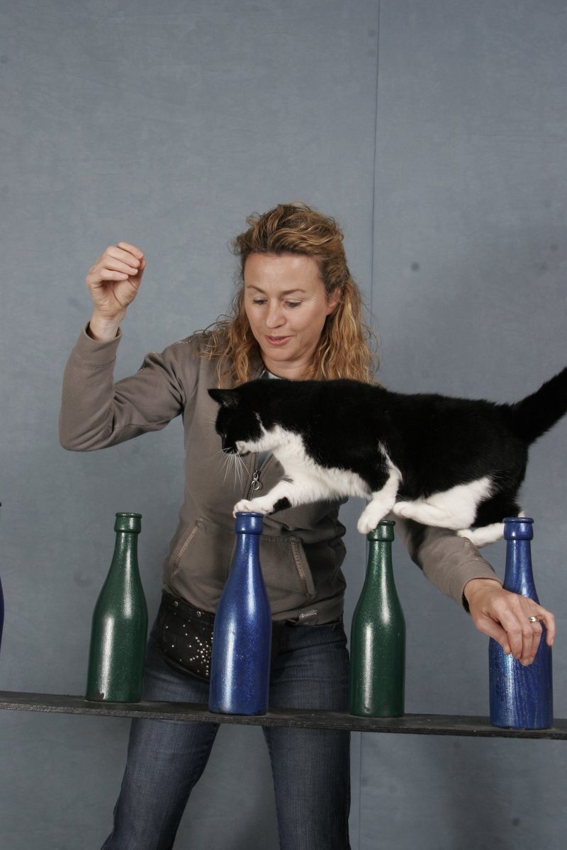 Wie Katzen zu lesen sind