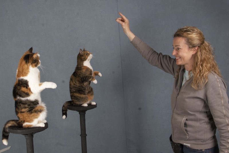 Wie Katzen zu lesen sind