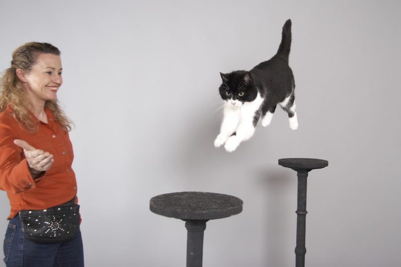 Wie Katzen zu lesen sind
