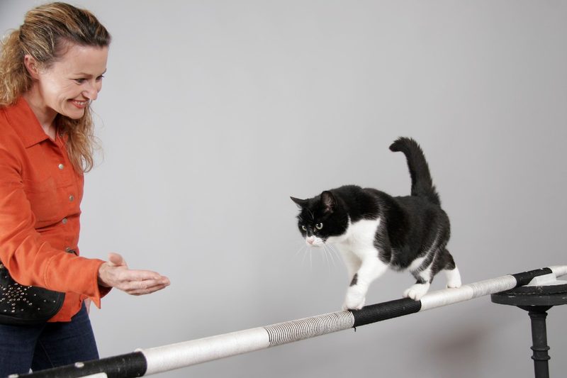 Wie Katzen zu lesen sind