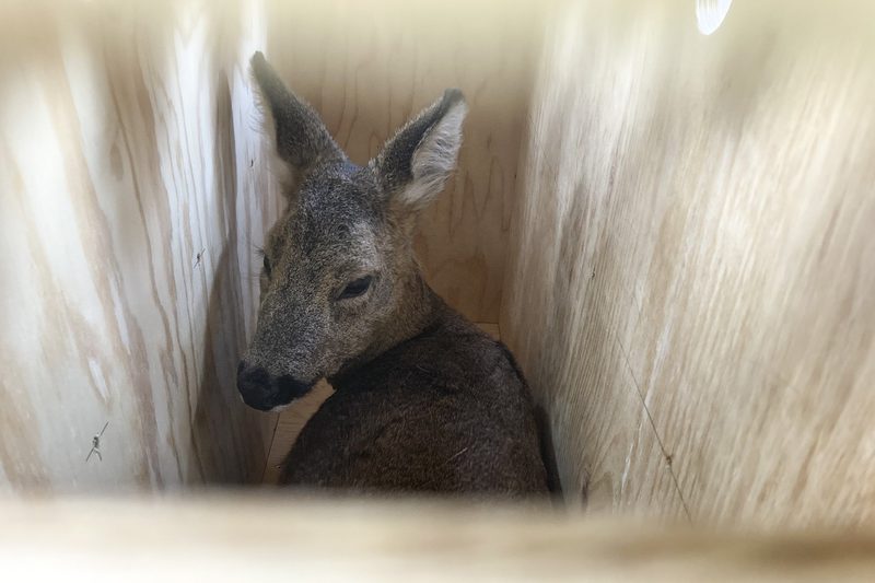 Basler Friedhof-Rehe werden umgesiedelt