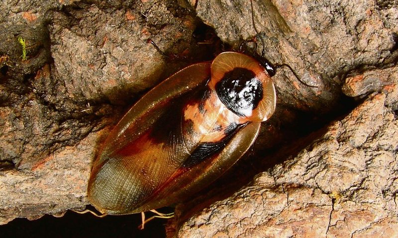 Die Totenkopfschabe gehört zu den grössten Schaben der Welt.