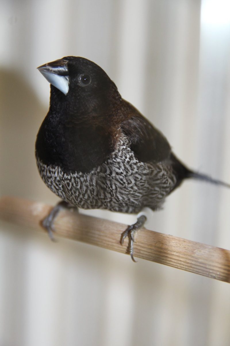 Japanische Mövchen sind geeignete Volierenvögel
