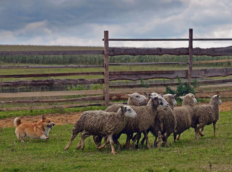 Die ursprüngliche Bestimmung der Corgis war das Hüten und Treiben von Schafen und Rindern.