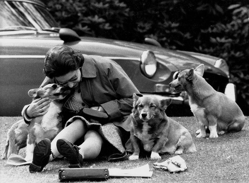 Elizabeth II. nutzt 1973 eine Pause während der Royal Windsor Horse Show, um ihre Corgis zu herzen.