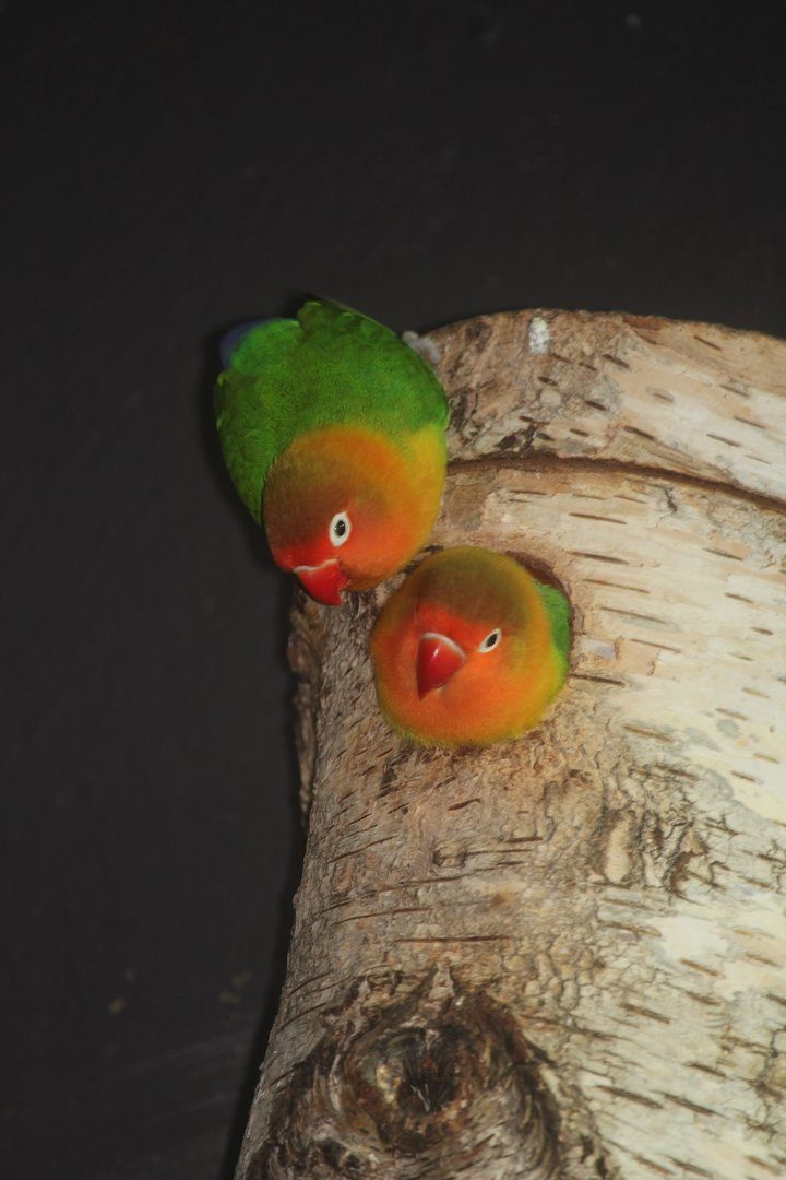 Pfirsichköpfchen: Hübsche Farbtupfer in Baumkronen