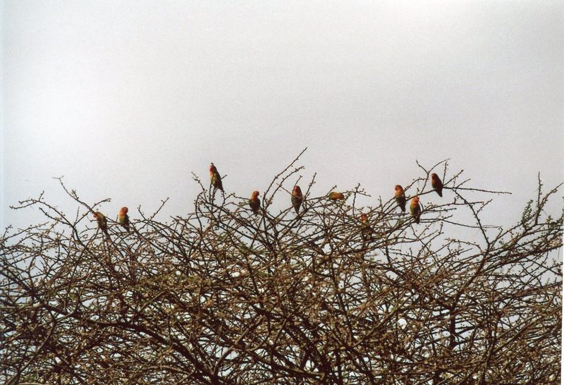 Pfirsichköpfchen: Hübsche Farbtupfer in Baumkronen