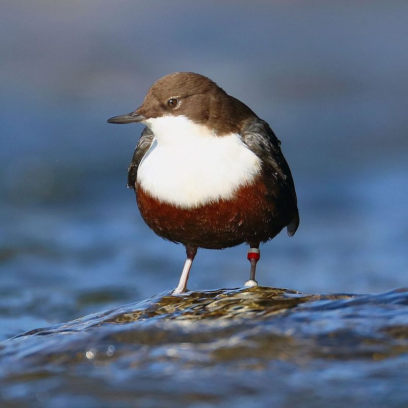 Die Vögel des Sihlwalds: Kleiber, Buntspecht und Waldkauz.