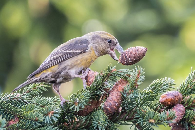 Fichtenkreuzschnabel: Der Papagei unserer Wälder