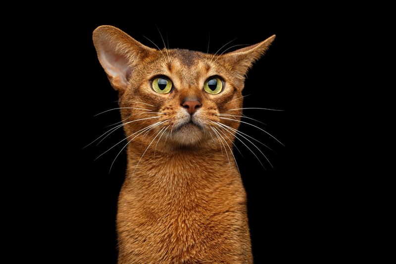 Die drei ältesten Katzenrassen der Welt