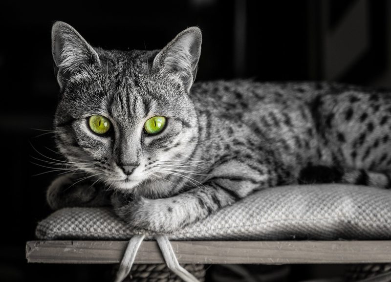 Die drei ältesten Katzenrassen der Welt