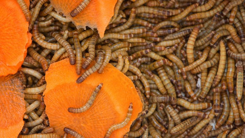 Insekten auf dem Teller: Scheitert das Superfood?