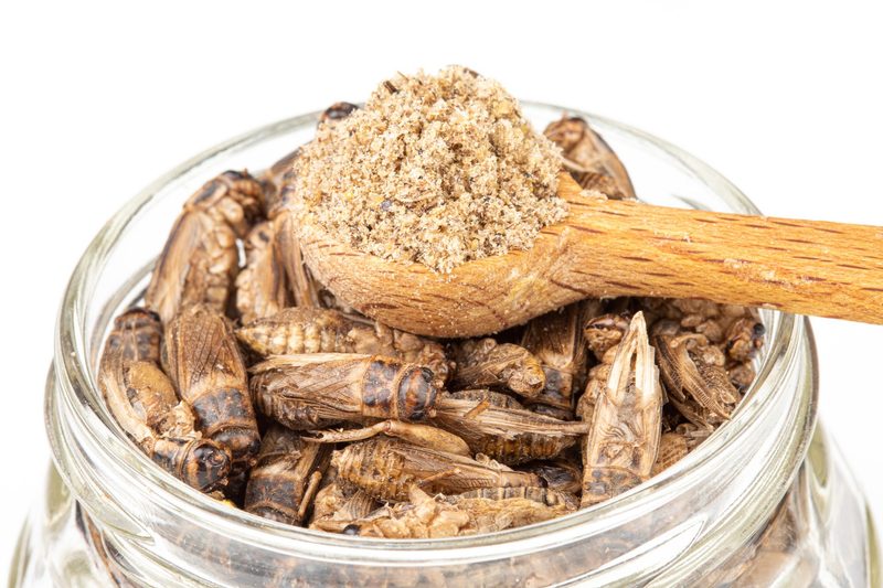Insekten auf dem Teller: Scheitert das Superfood?