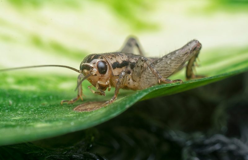 Insekten auf dem Teller: Scheitert das Superfood?