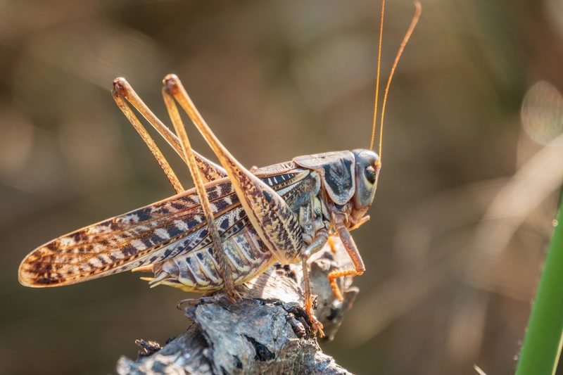 Insekten auf dem Teller: Scheitert das Superfood?