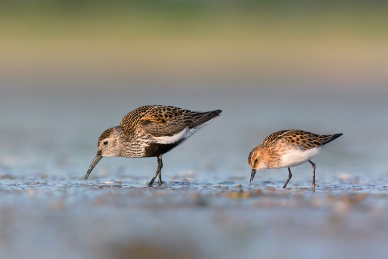 Klimawandel gefährdet Zugvögel