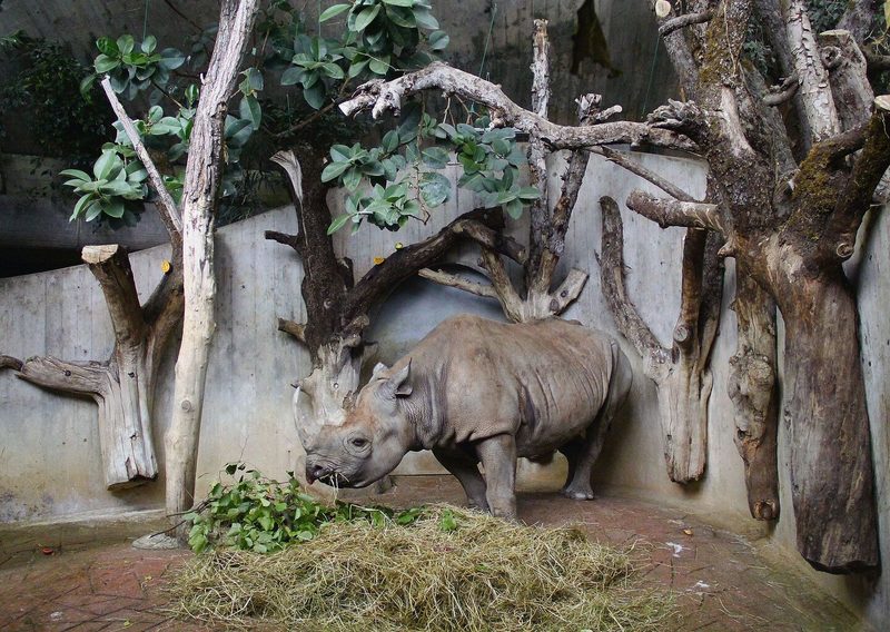 In Heini Hedigers Afrikahaus im Zürcher Zoo lebten die Spitzmaul-nashörner in Symbiose mit Rotschnabel-Madenhackern.