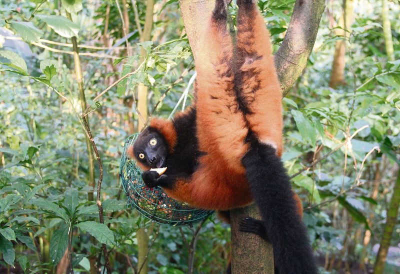 Affe