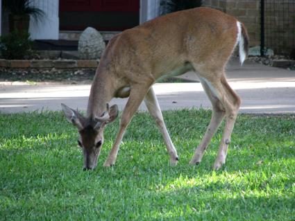 03-white-tailed-deer-austin-mickey-ccbysa2.jpg