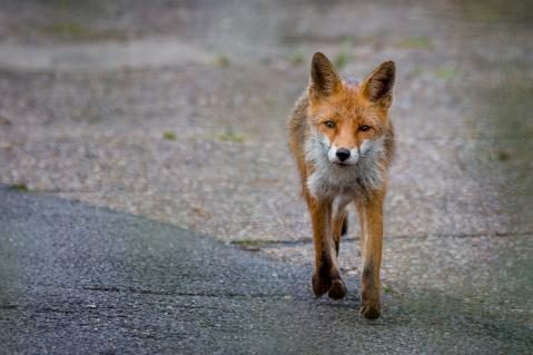 05-fuchs-ollie-scott-ccby2.jpg