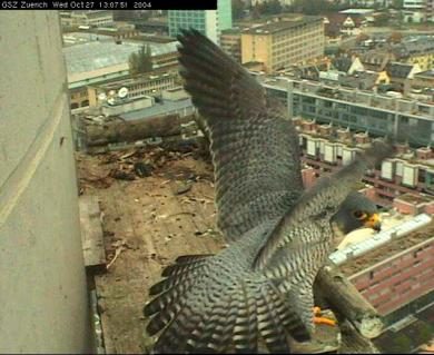 06-wanderfalke-gruen-stadt-zuerich.jpg