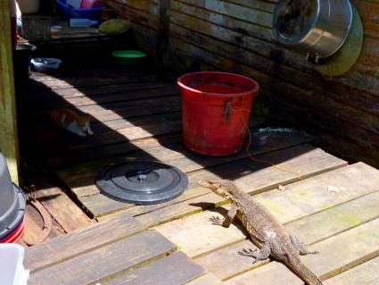 08-water-monitor.jpg