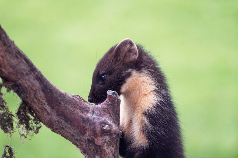 Der Baummarder: Flinker Waldbewohner