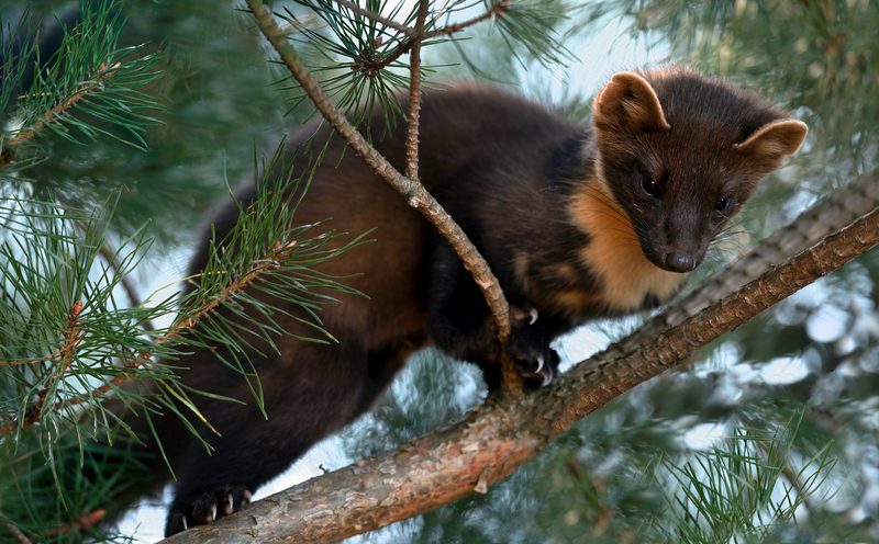 Der Baummarder: Flinker Waldbewohner